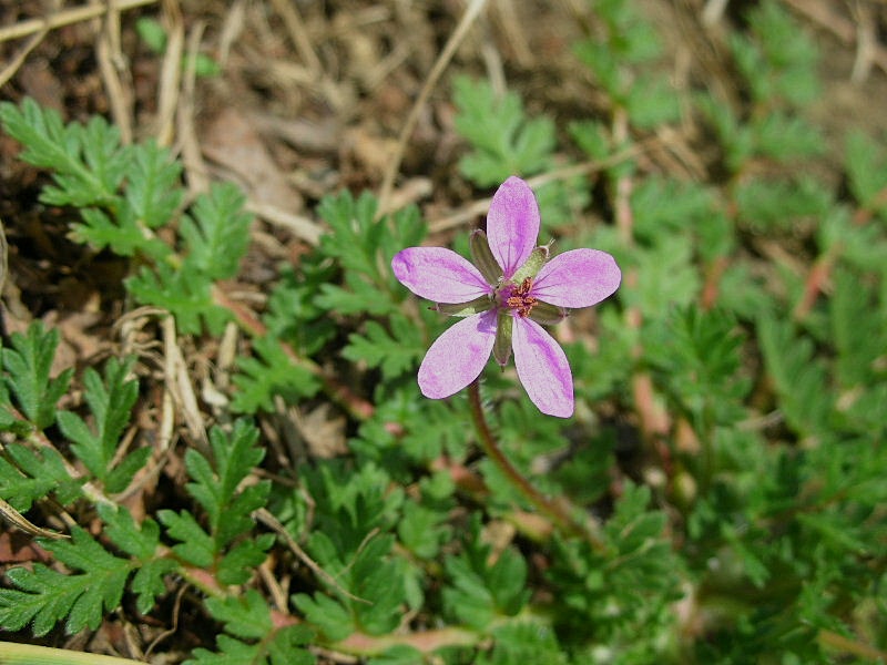 Erodium cicutarium / Becco di gr comune